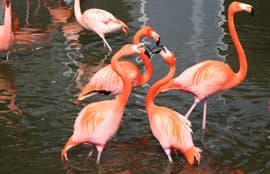 Meet Wildlife At Ria De Alvor