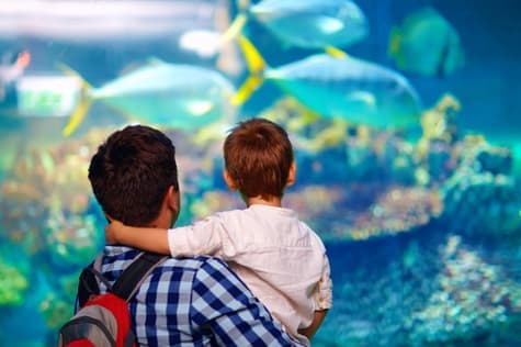 Popular Palma Aquarium