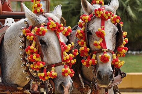 Equine Extravaganza