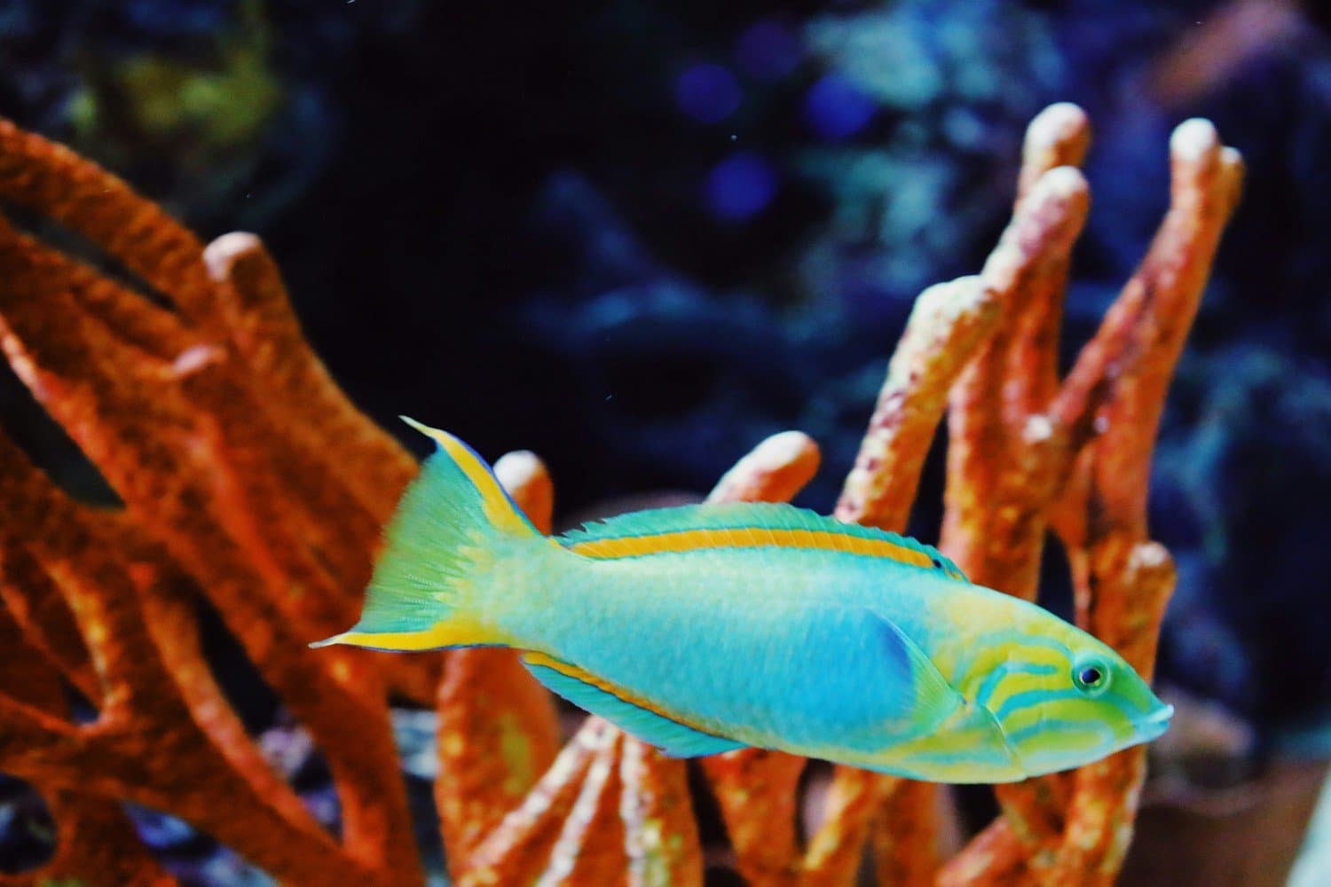 Dive In: The Aegean Sea