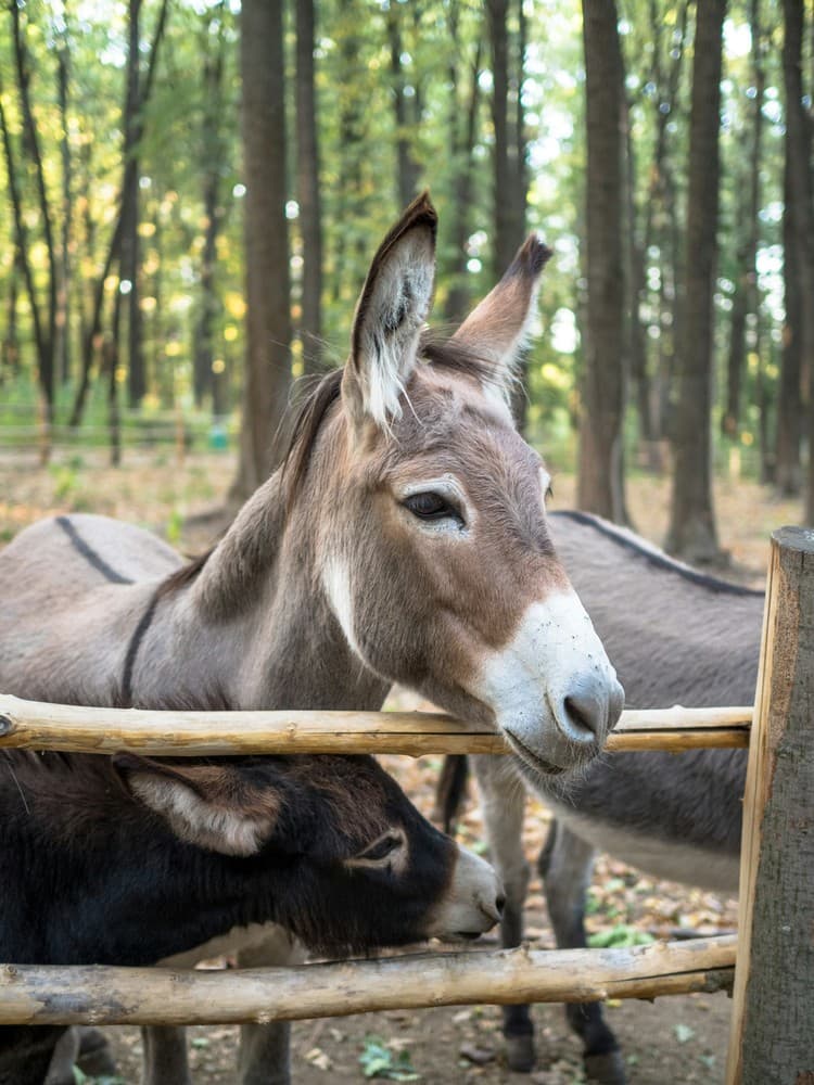 Donkey Taxi To The Temple Of Athena