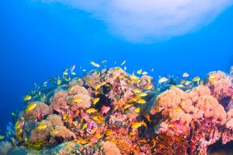 Under the Sea at The Big Reef