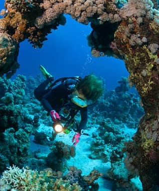 Dive in the Red Sea