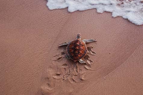 Go Turtle Spotting