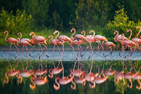 Spot Flamingos on the Lake