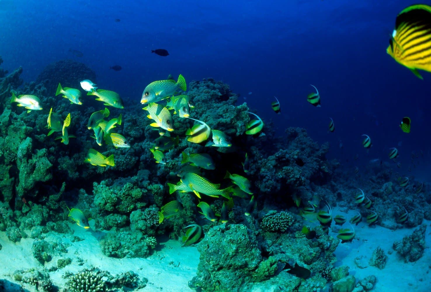 Meet The Colourful Sea Life