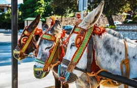 Cable Car Or Donkey Taxi?