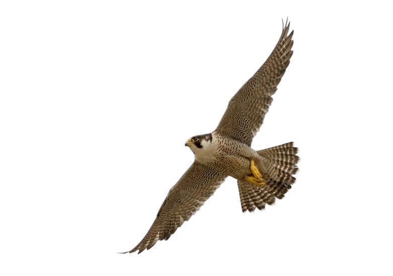 Learn the Art of Falconry