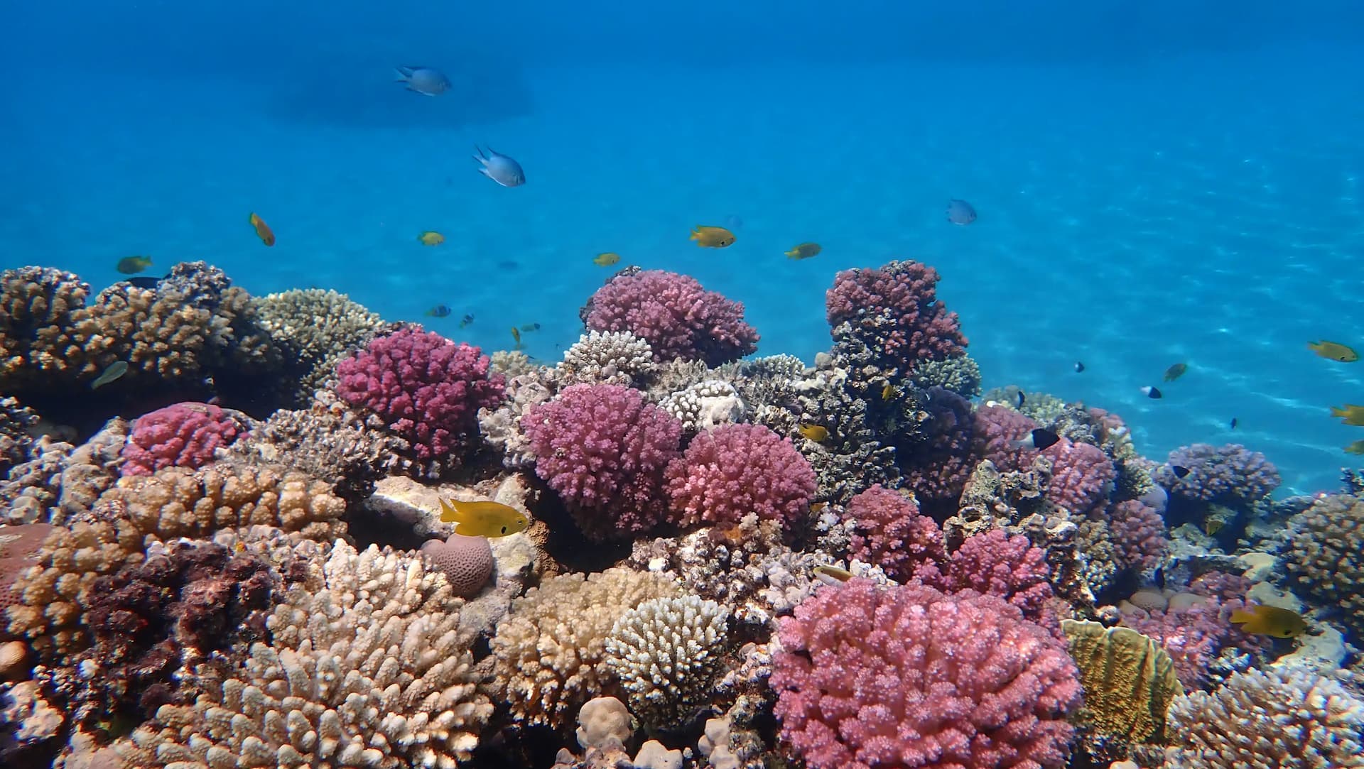 What are the top things to do in El Gouna?