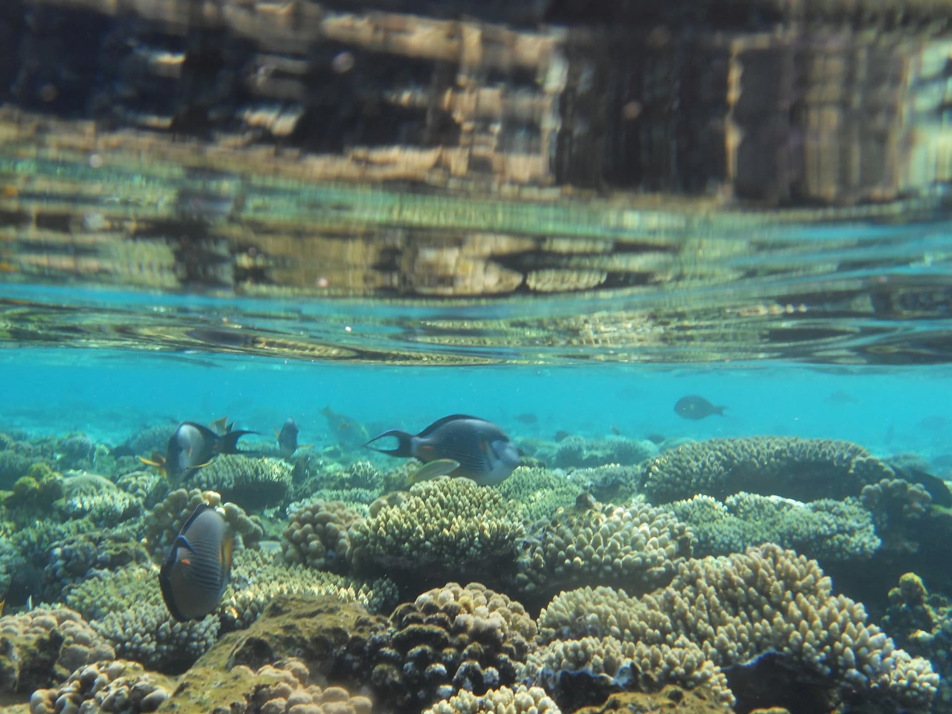 What are the top things to do in Hadaba Bay?