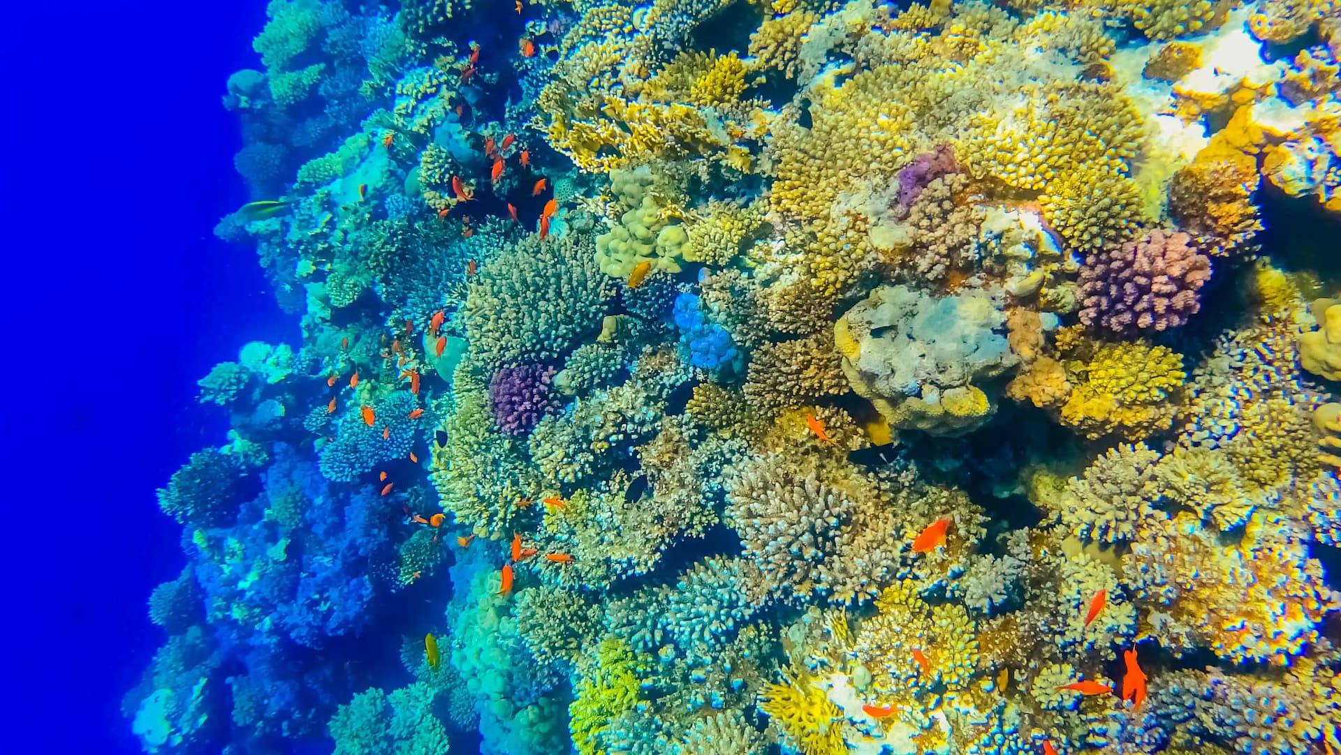 What are the top things to do in Nabq Bay?